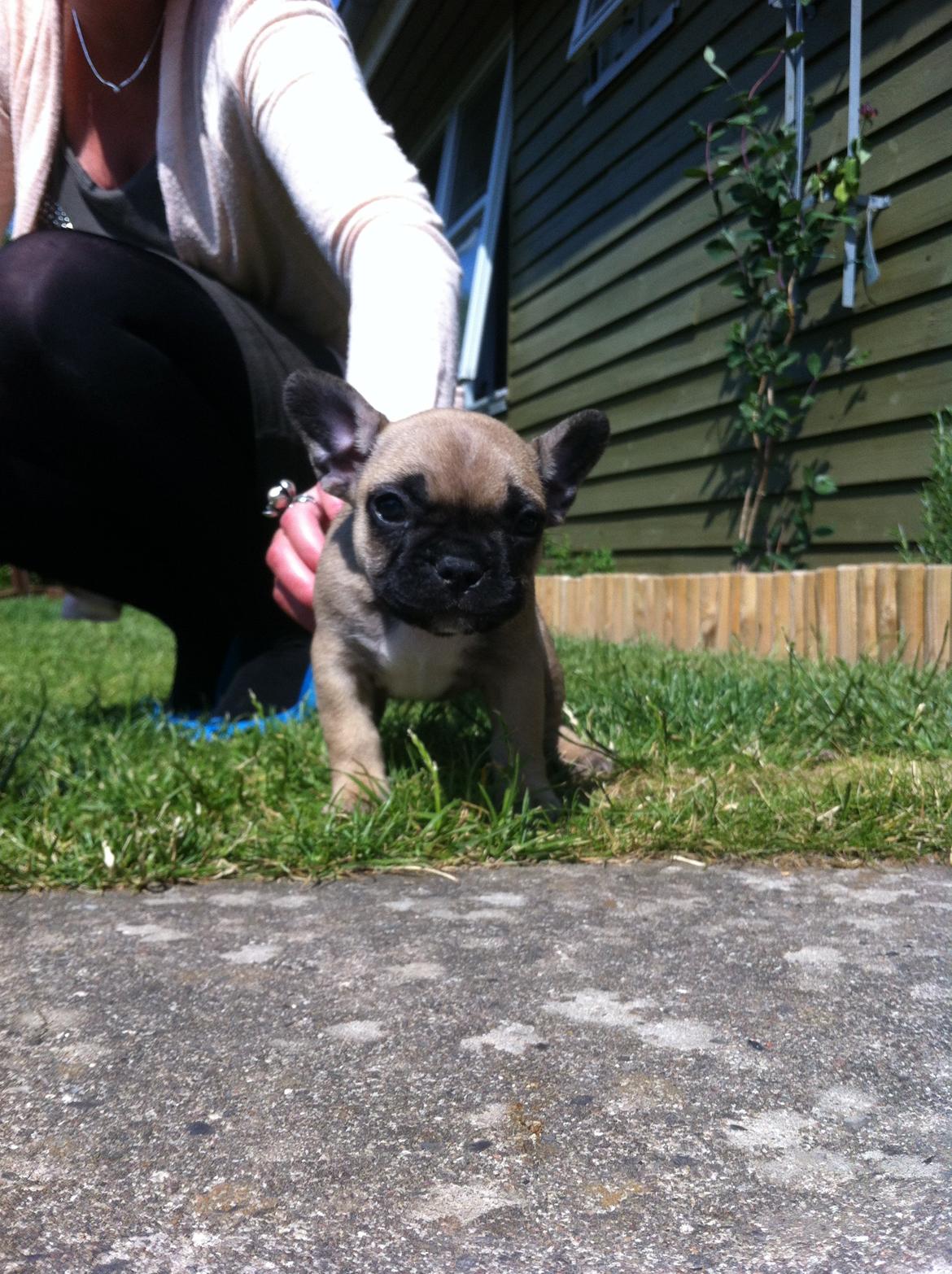 Fransk bulldog Flakse billede 1