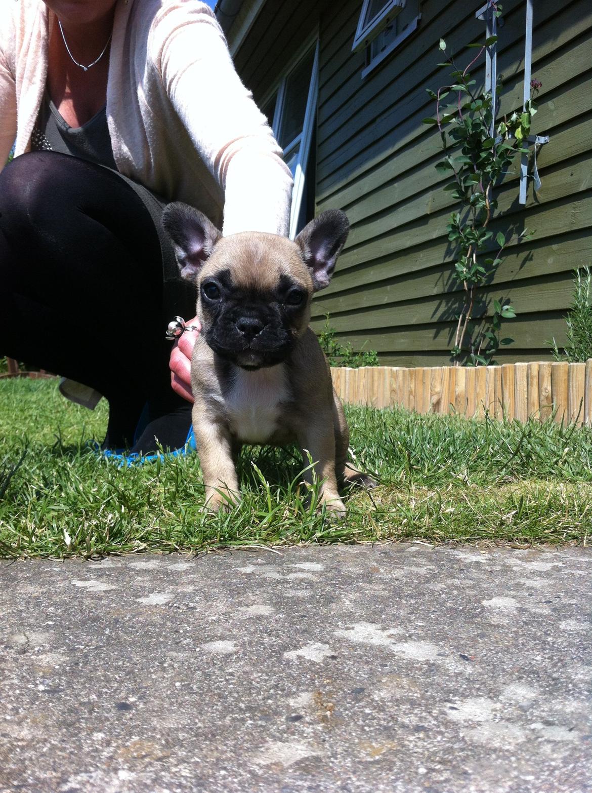 Fransk bulldog Flakse billede 3