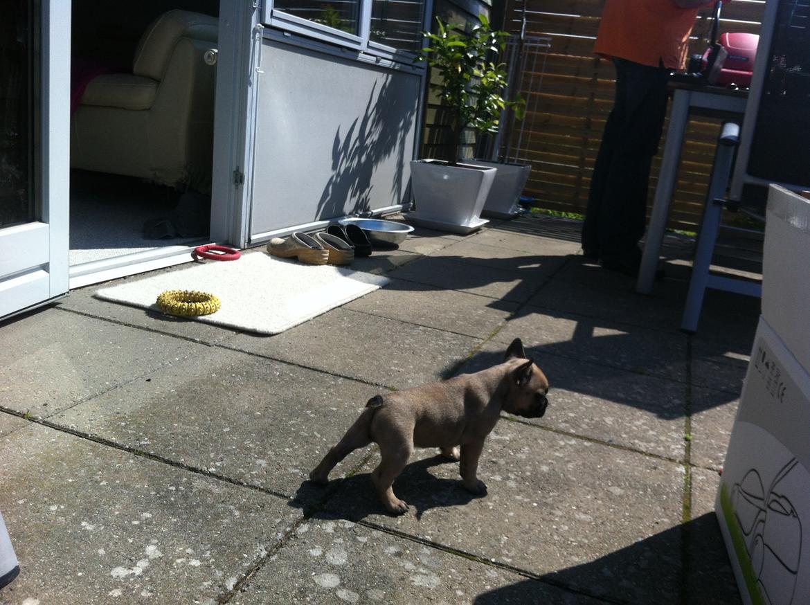 Fransk bulldog Flakse billede 4