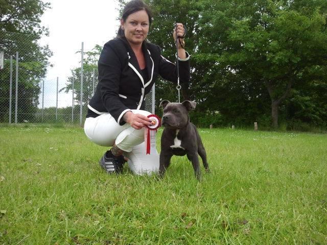 Staffordshire bull terrier Blue Bermuda Beauty Aka Diva billede 19