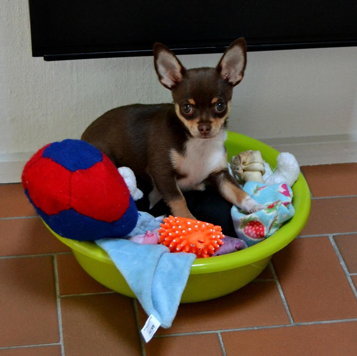 Chihuahua Mighty Draco billede 37