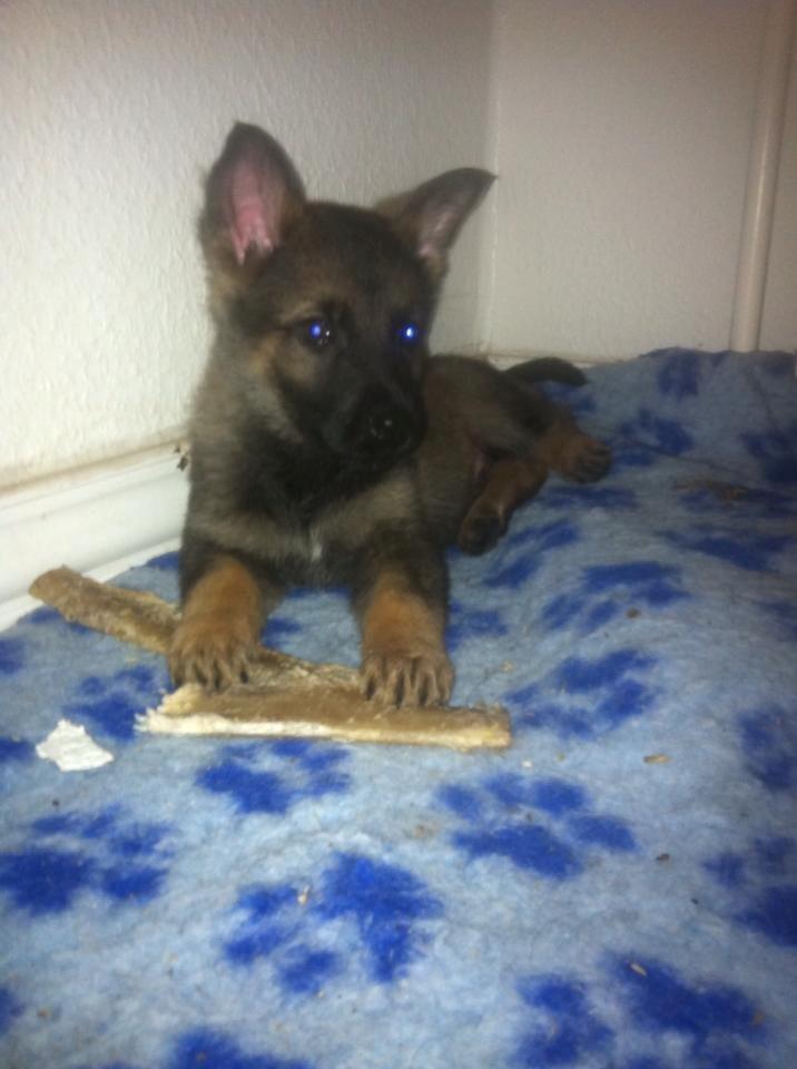 Schæferhund Pablo billede 1