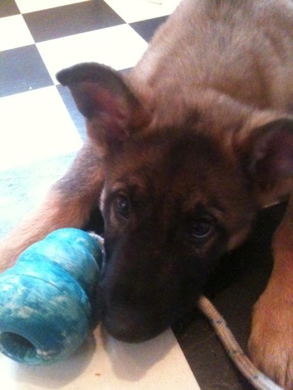 Schæferhund Pablo billede 3