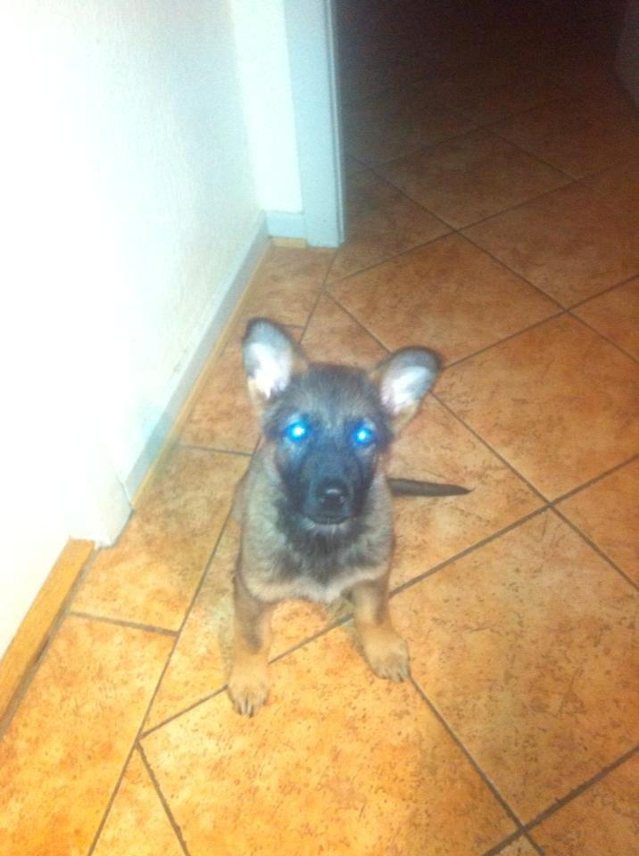 Schæferhund Pablo billede 2