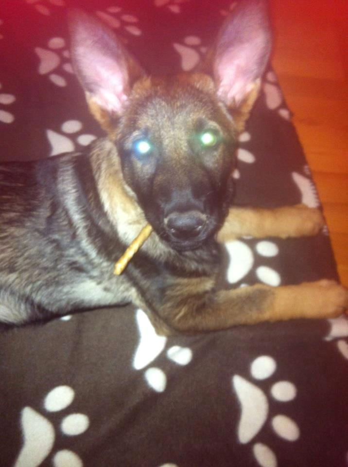 Schæferhund Pablo billede 7