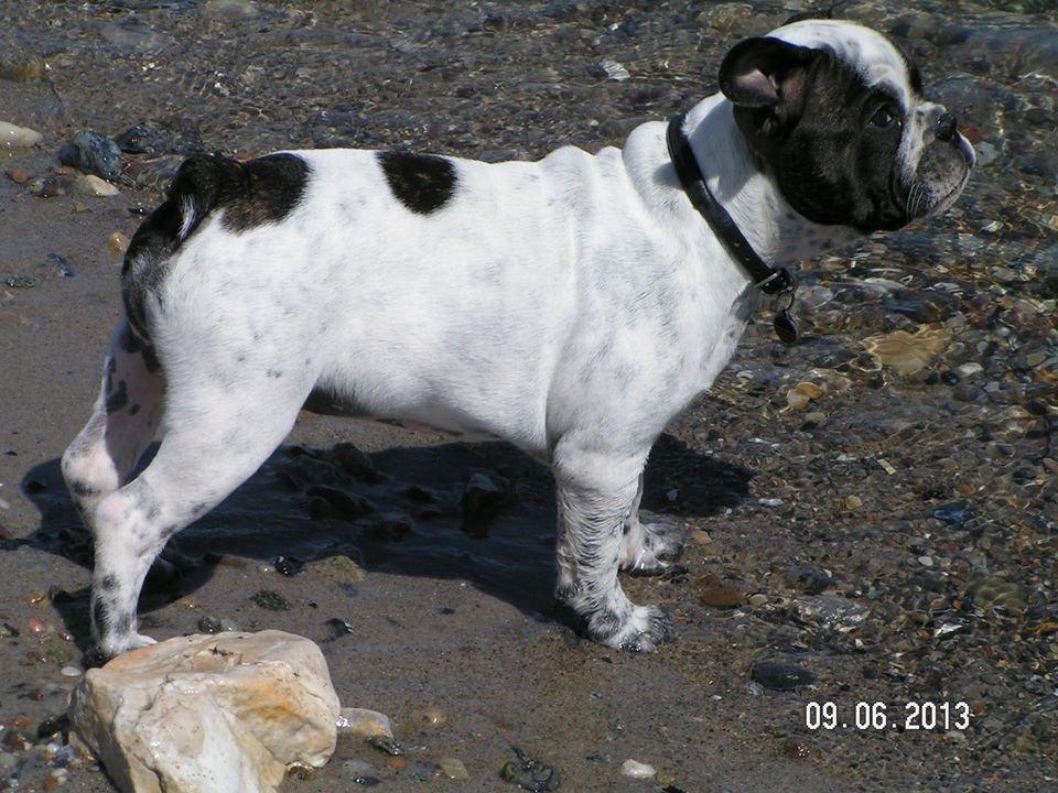 Fransk bulldog Hannibal - • 13 uger gammel - uge 23, 2013 Hannibal ved Juelsminde strand.  billede 5
