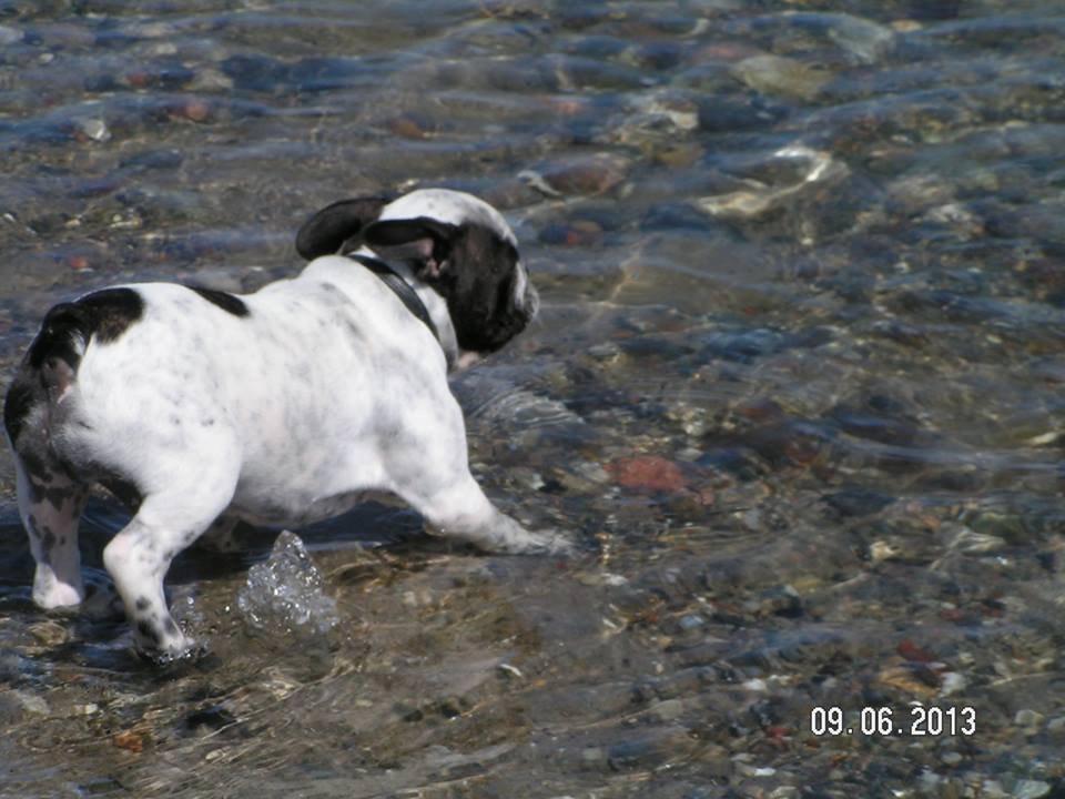 Fransk bulldog Hannibal - • 13 uger gammel - uge 23, 2013 Hannibal prøver krafter med havet for første gang. billede 18