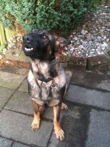 Schæferhund Pablo billede 5