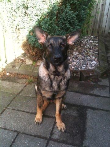 Schæferhund Pablo billede 6