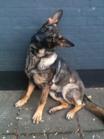 Schæferhund Pablo billede 8