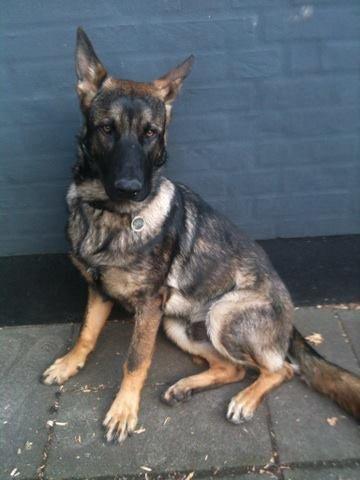 Schæferhund Pablo billede 10