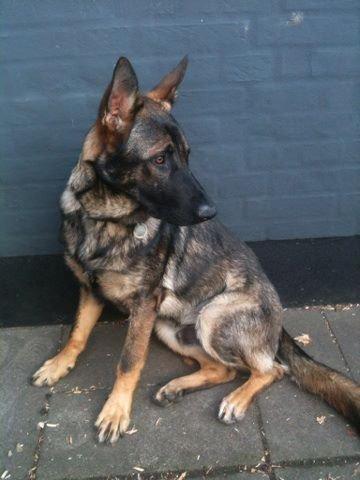 Schæferhund Pablo billede 11