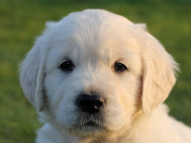 Golden retriever Alou billede 14