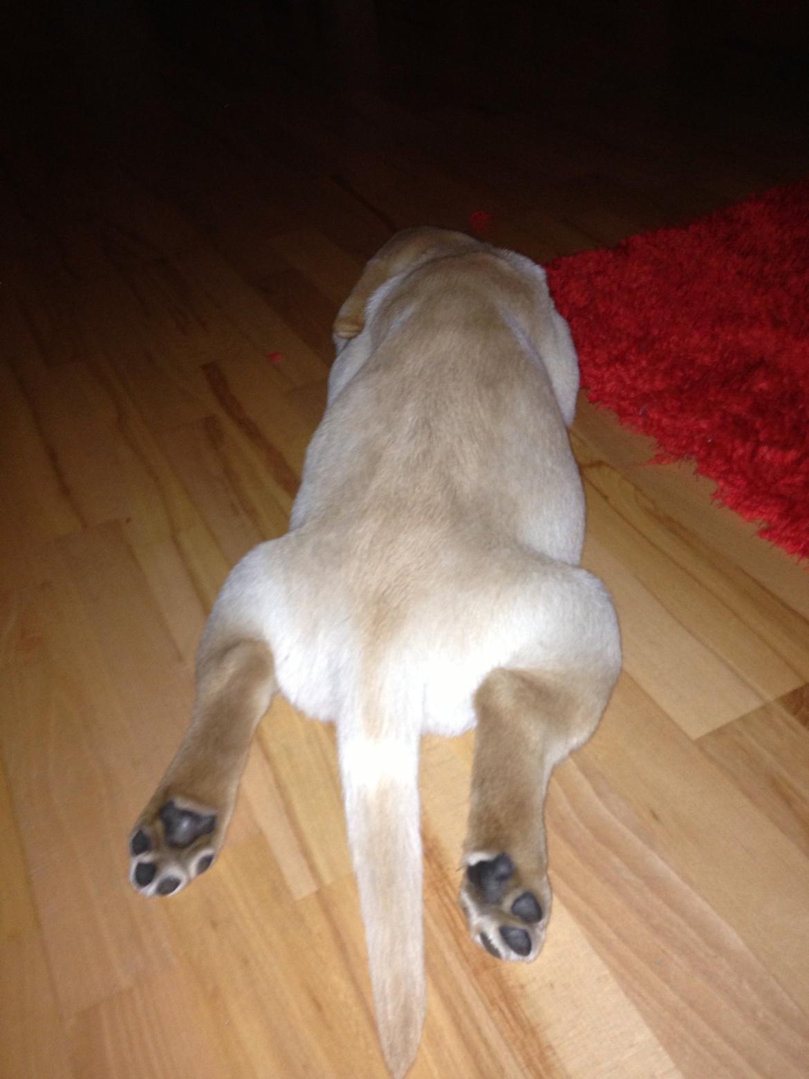 Labrador retriever Covo billede 7