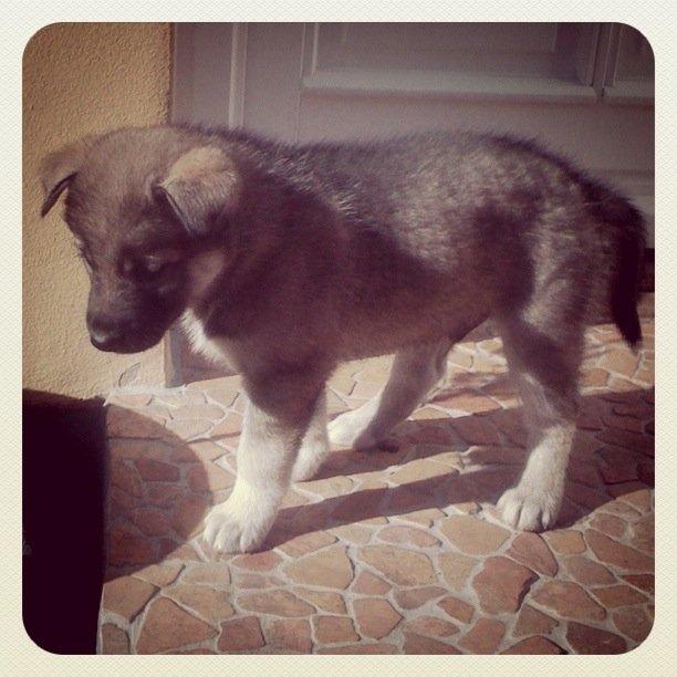 Siberian husky Wolf - 5 uger billede 48