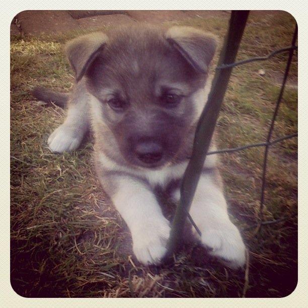 Siberian husky Wolf - 5 uger billede 49