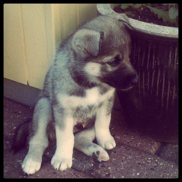 Siberian husky Wolf - 5 uger billede 47