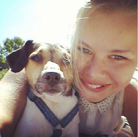 Dansk svensk gaardhund Charlie billede 1