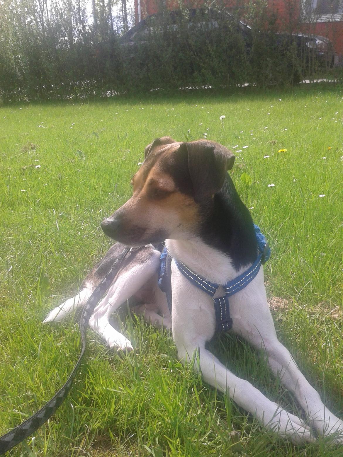 Dansk svensk gaardhund Charlie billede 3