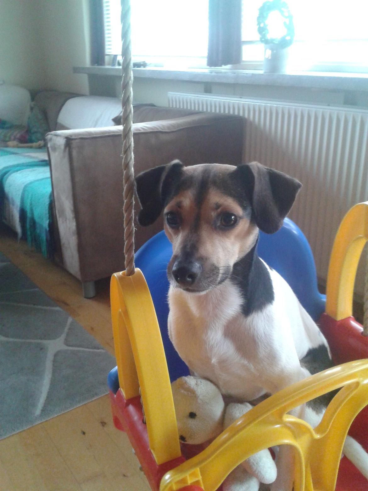 Dansk svensk gaardhund Charlie billede 4