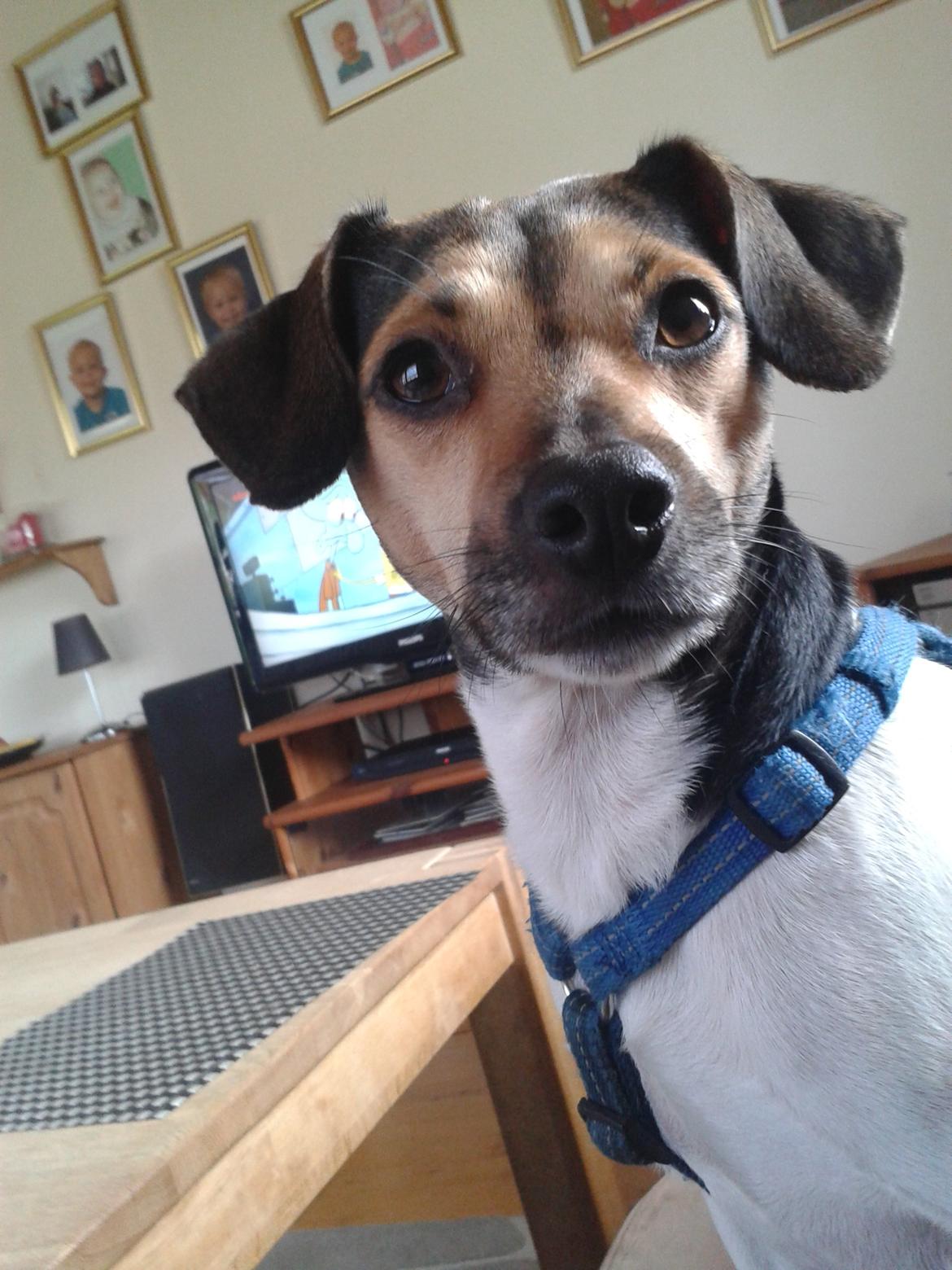 Dansk svensk gaardhund Charlie billede 5