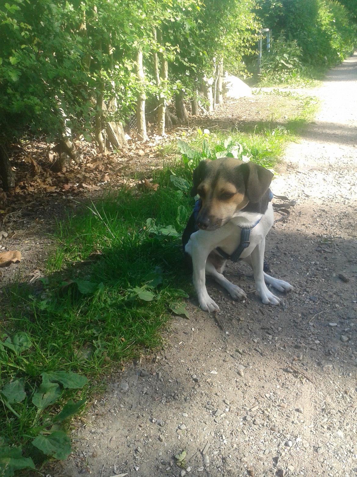 Dansk svensk gaardhund Charlie billede 6