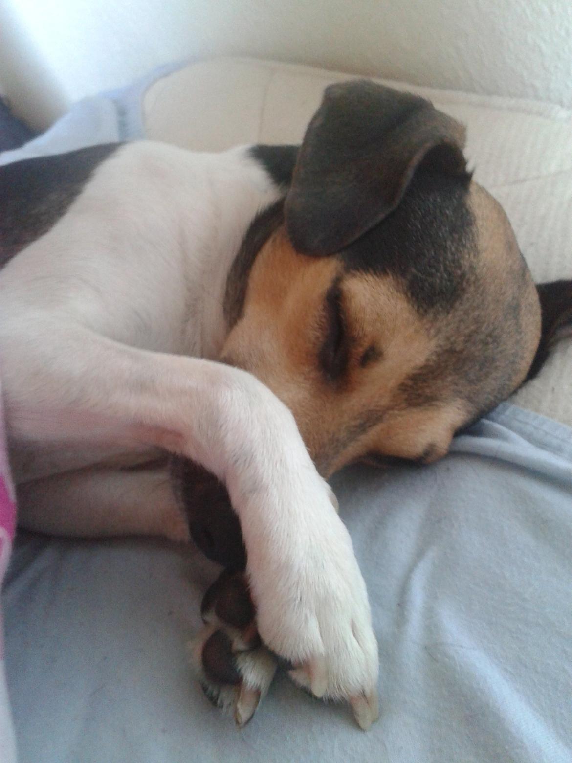 Dansk svensk gaardhund Charlie billede 7