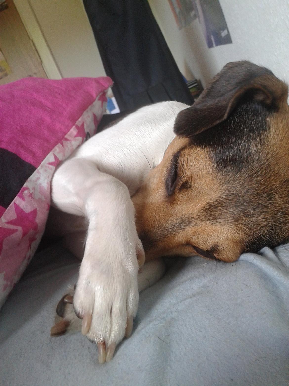 Dansk svensk gaardhund Charlie billede 8