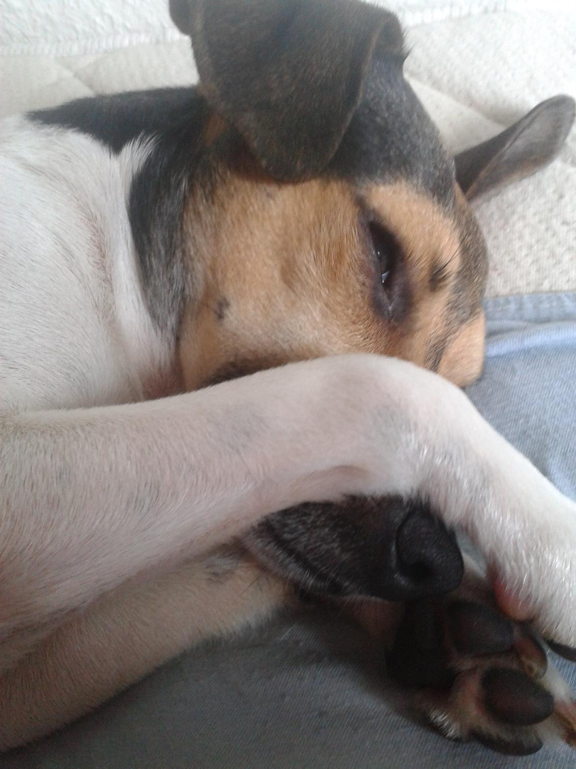 Dansk svensk gaardhund Charlie billede 9