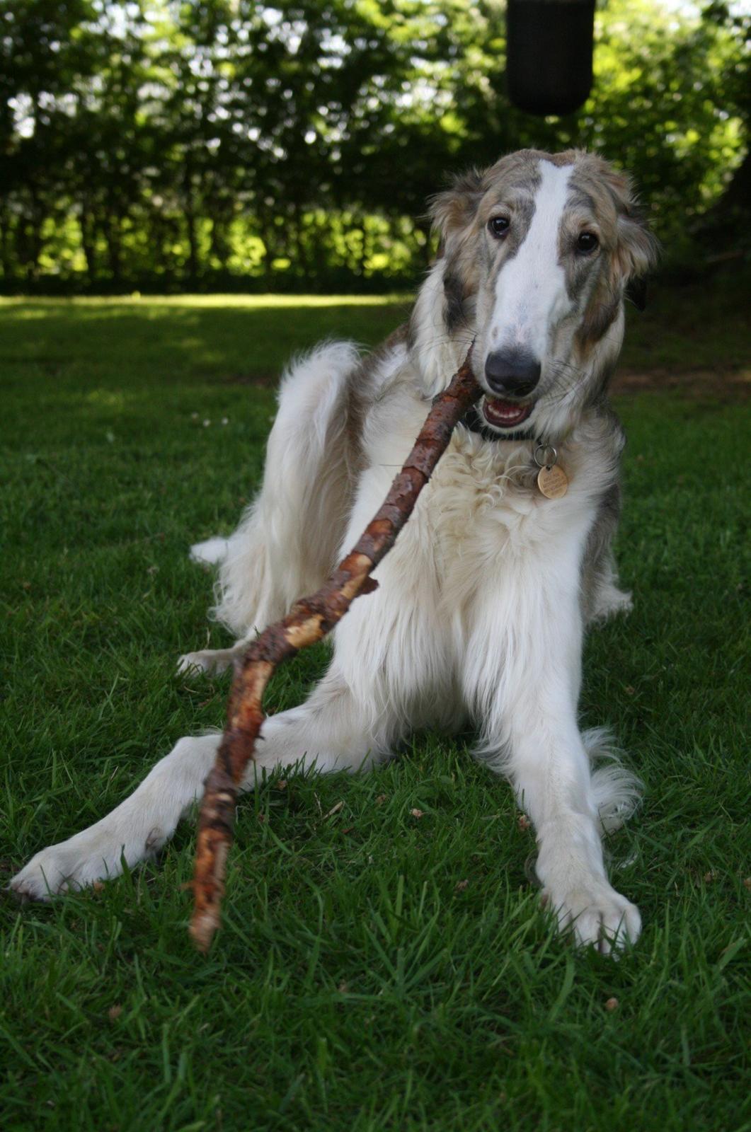 Borzoi Rotteberg aka Rotte - 1 år billede 20