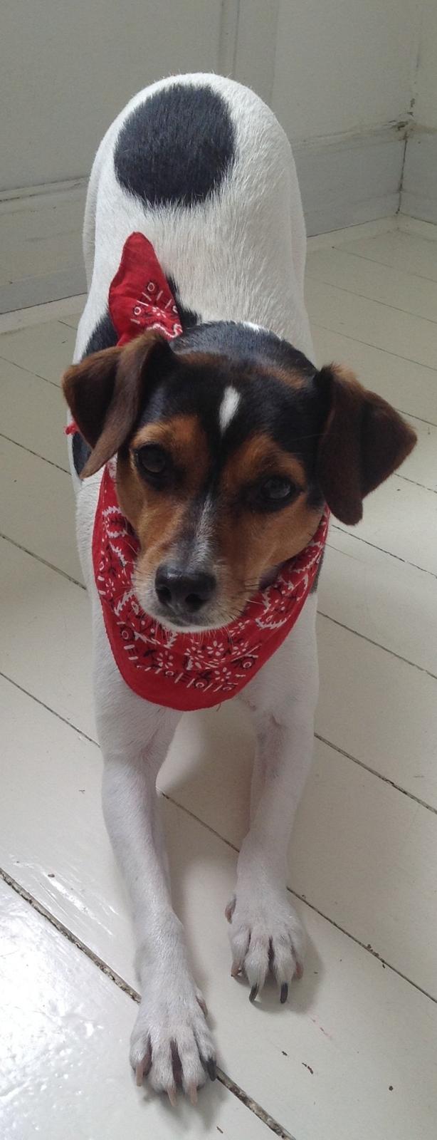 Dansk svensk gaardhund Molly billede 1