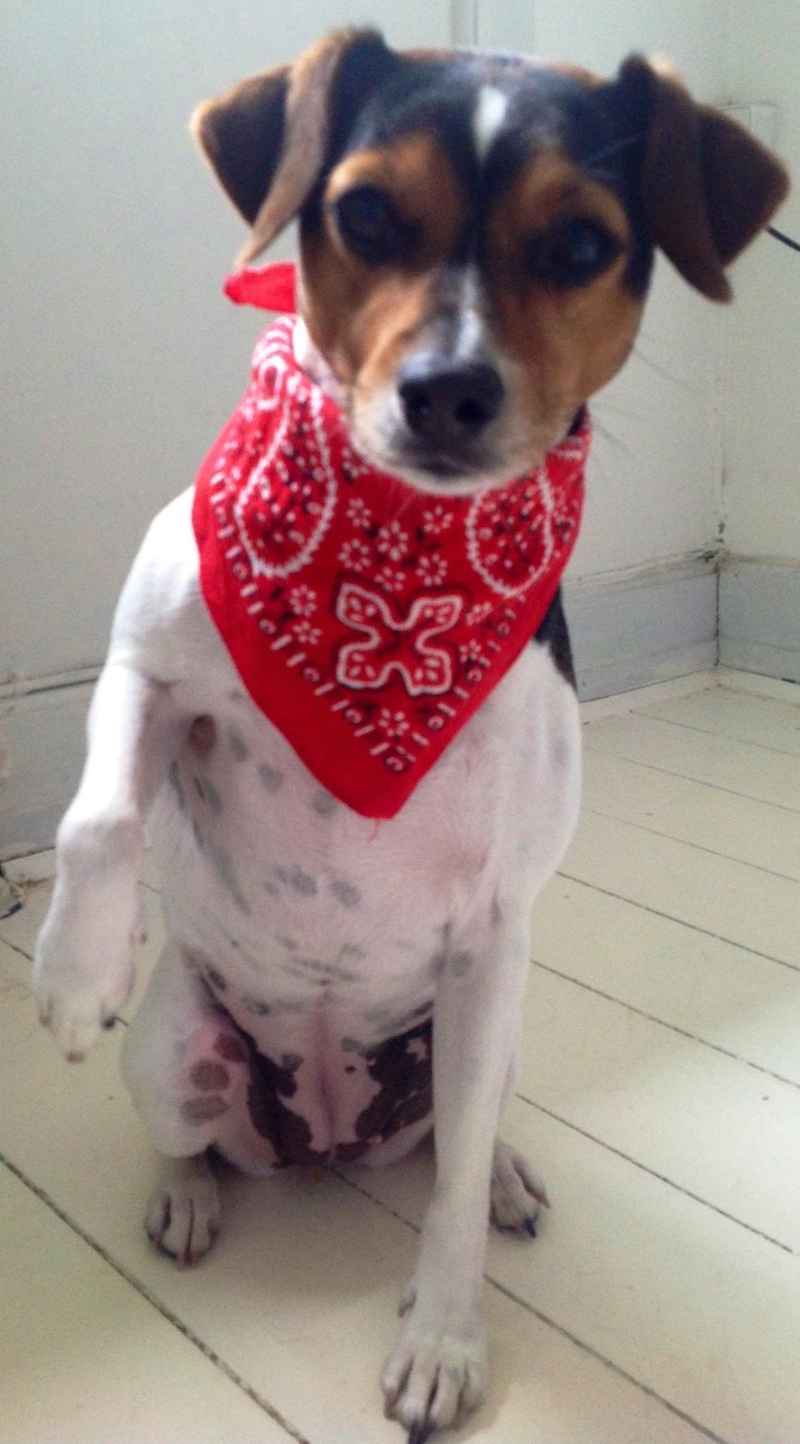 Dansk svensk gaardhund Molly billede 2