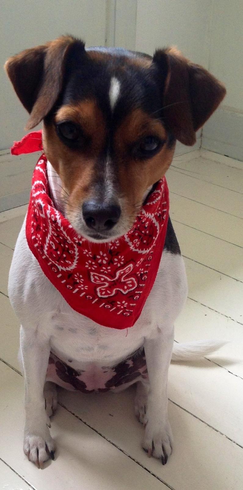 Dansk svensk gaardhund Molly billede 3