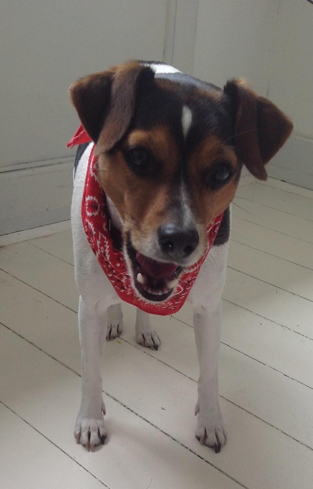 Dansk svensk gaardhund Molly billede 4