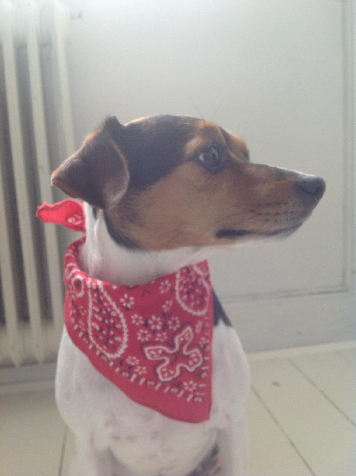 Dansk svensk gaardhund Molly billede 5