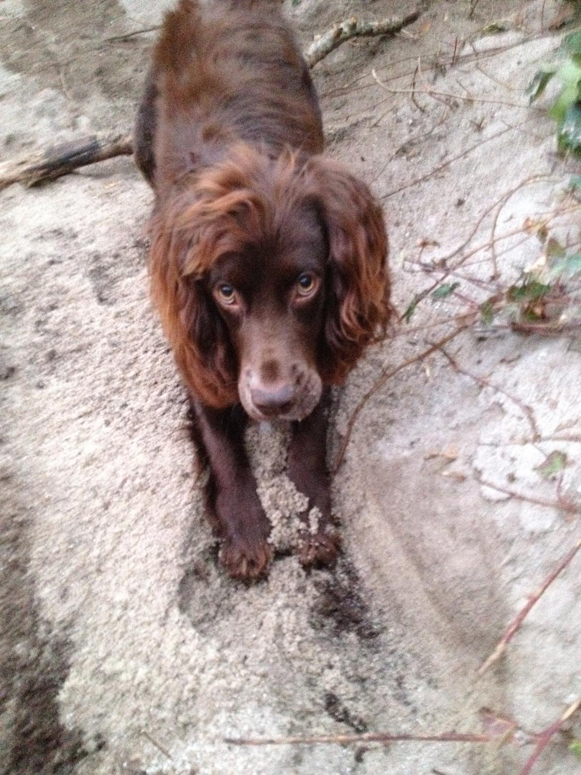 Field Trial Cockerspaniel Balder billede 3