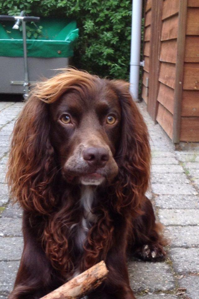 Field Trial Cockerspaniel Balder billede 1