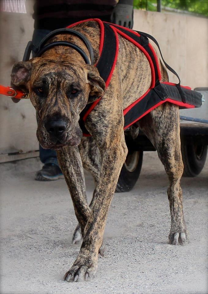 Grand danois Mille billede 1