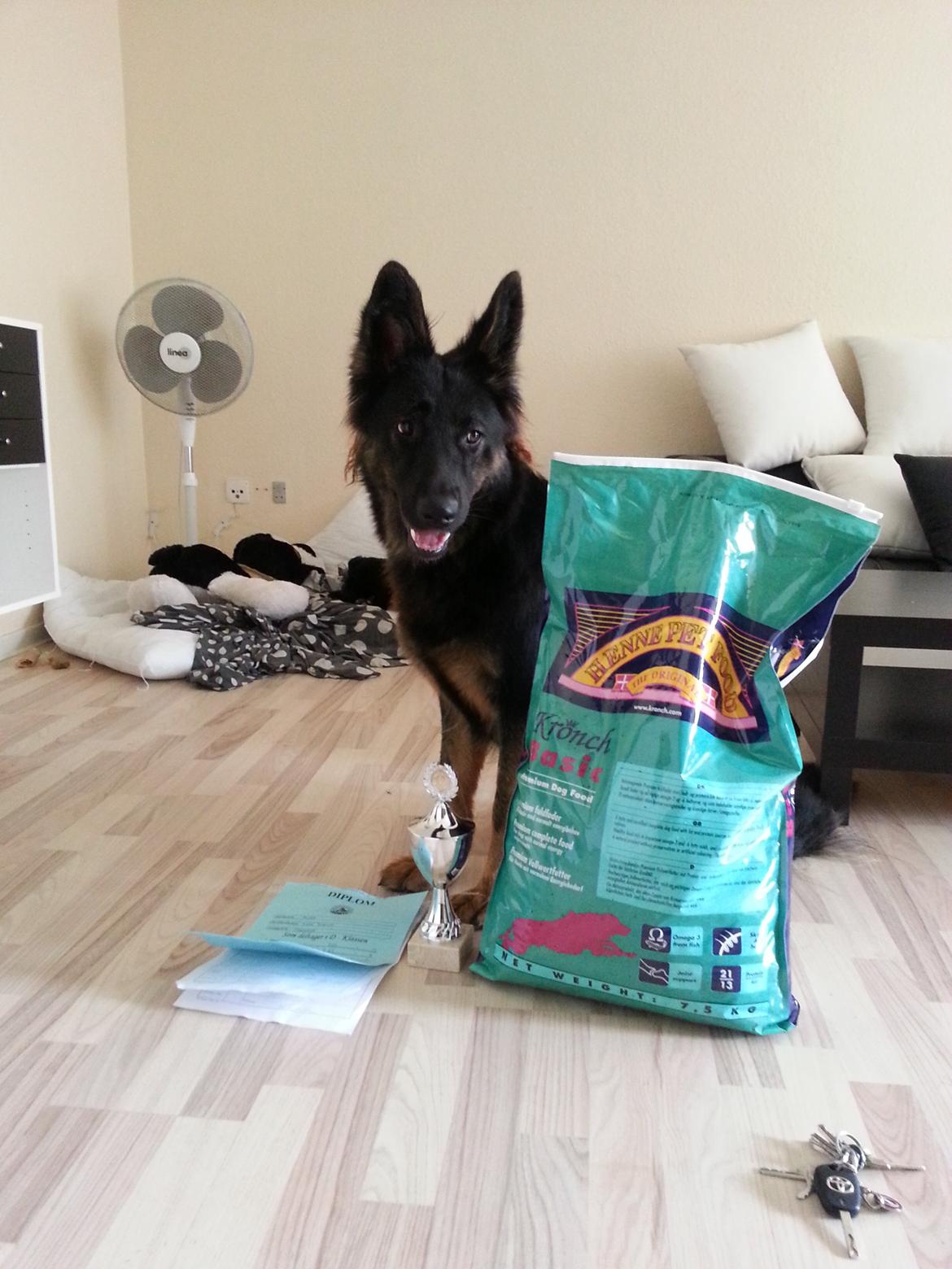 Schæferhund Aichia - 18 måneder billede 20