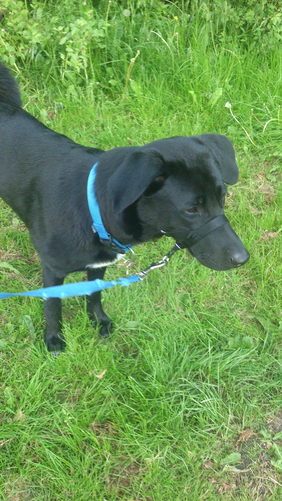 Blanding af racer Kvik  billede 21