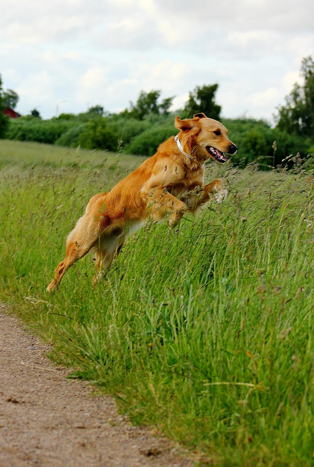 Golden retriever Gia's Golden Chanel - Nogle gange er jeg en gazelle billede 26