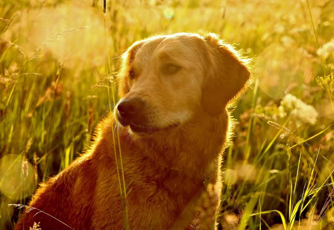 Golden retriever Gia's Golden Chanel - Juni 13
 billede 11