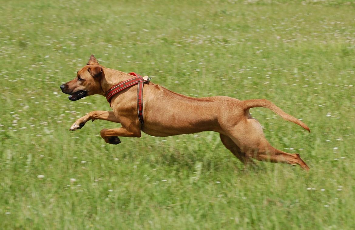 Rhodesian ridgeback Lewanika Humusha - Humusha til Lure Coursing juni 2013. billede 15
