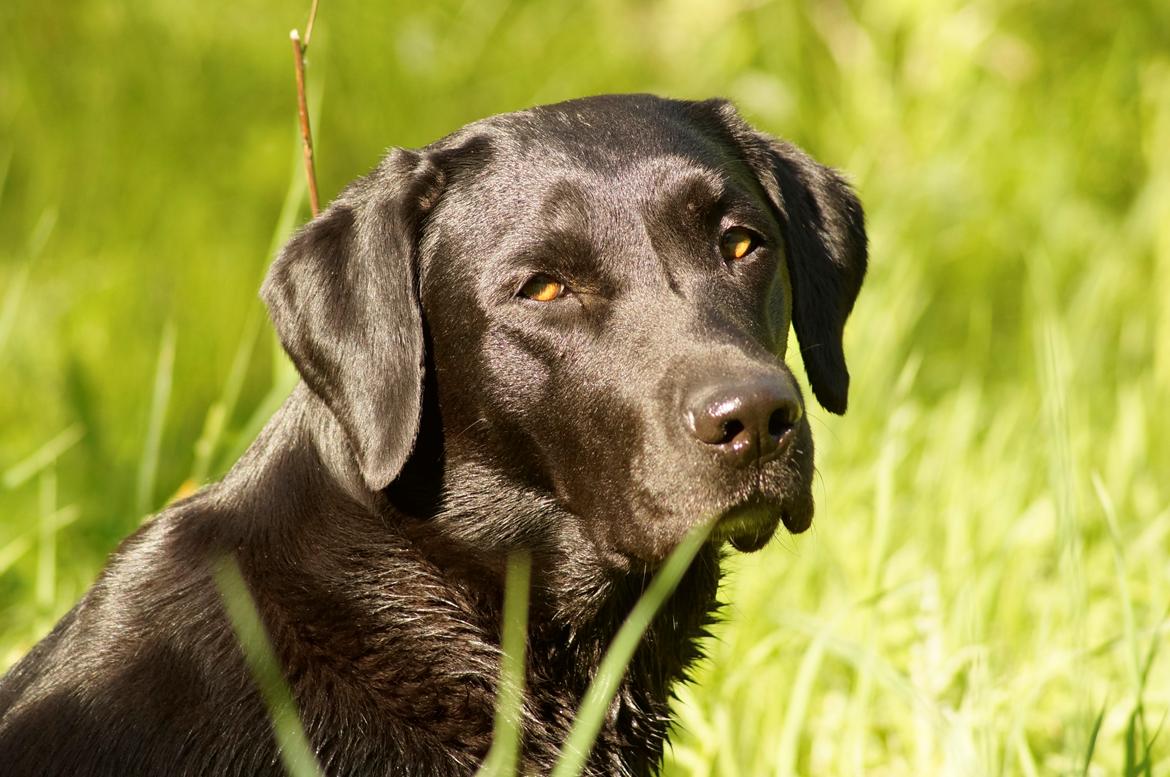 Labrador retriever Maggie - Dejlige pige <3 //Foto: Mig billede 1