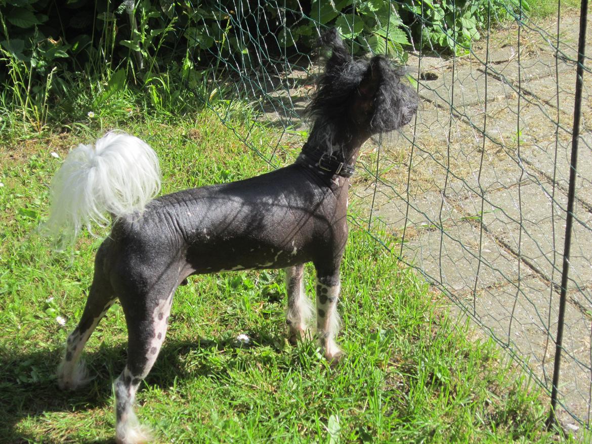 Chinese crested hårløs Calle - Calle vagthund billede 32