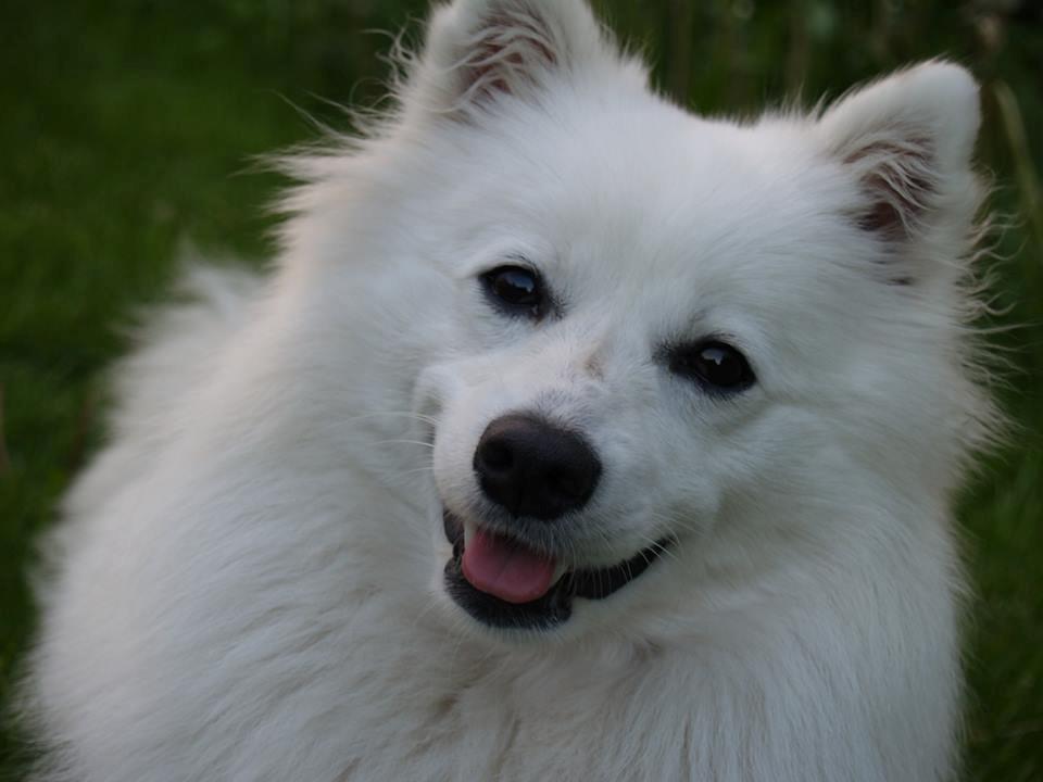 Japansk spids Ninki's Felira Hime Akira <3 - Forår 2013 billede 8