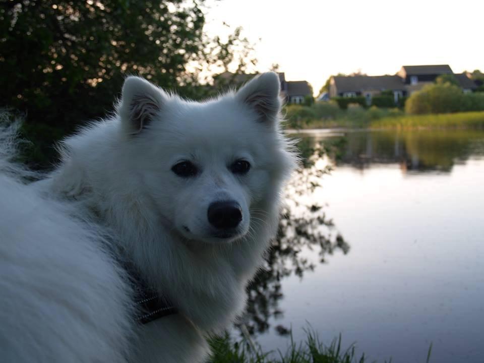 Japansk spids Ninki's Felira Hime Akira <3 - * Forår 2013 *
* NYT *  billede 9