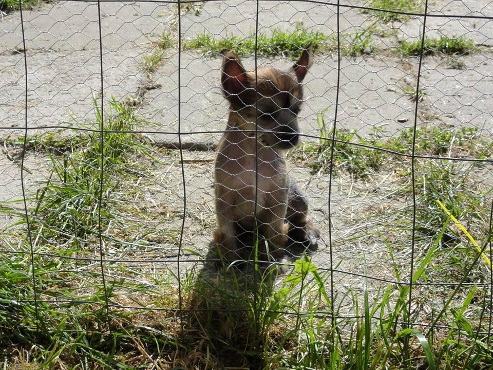 Chinese crested hårløs Crazy Little Diamonds Candy-Floss ( Aimee ) billede 1