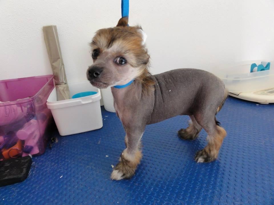 Chinese crested hårløs Crazy Little Diamonds Candy-Floss ( Aimee ) billede 2