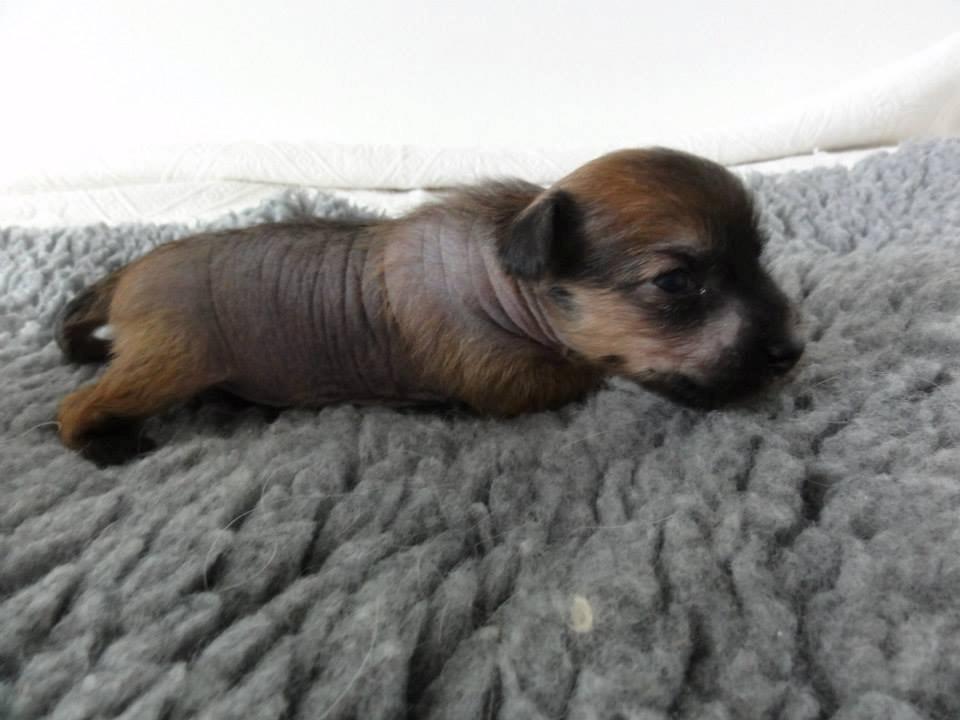 Chinese crested hårløs Crazy Little Diamonds Candy-Floss ( Aimee ) billede 3